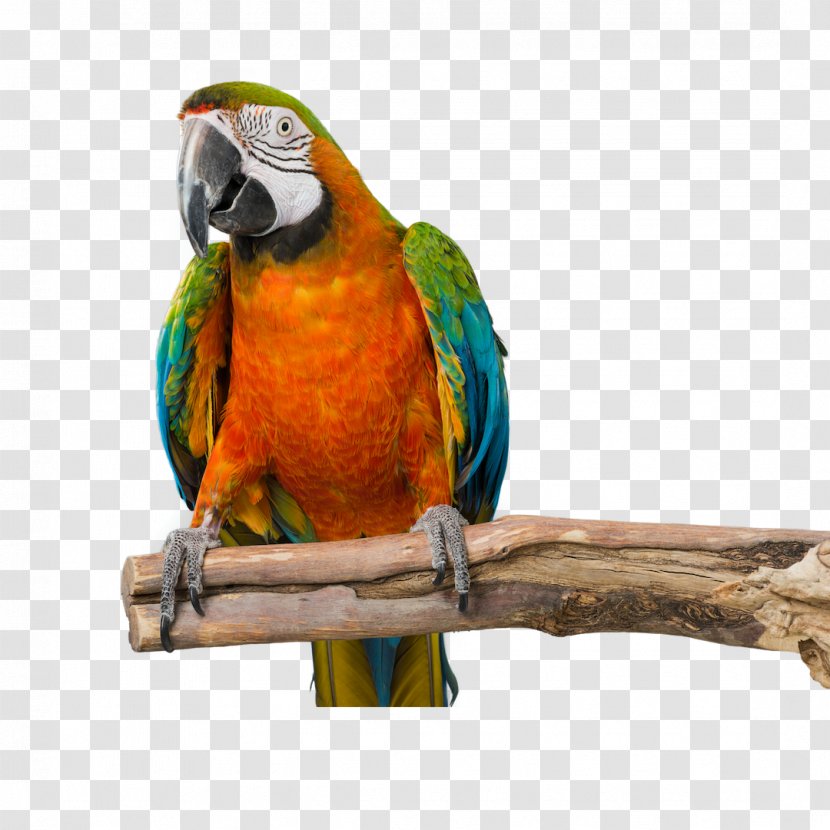 Lovebird - Parrot - Budgie Transparent PNG