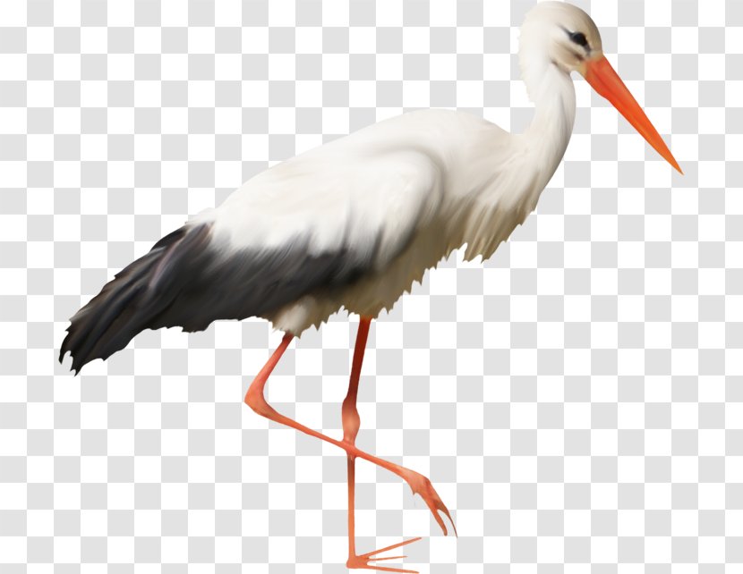 White Stork Bird Beak Feather Wader Transparent PNG