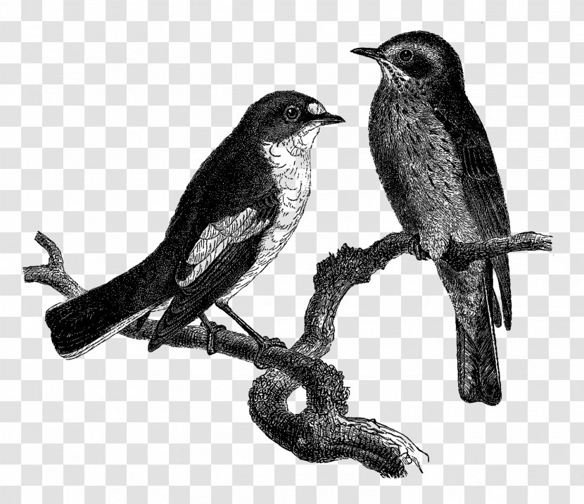 Finches American Crow Sparrows Beak Common Raven - Cuckoos - Bird Transparent PNG