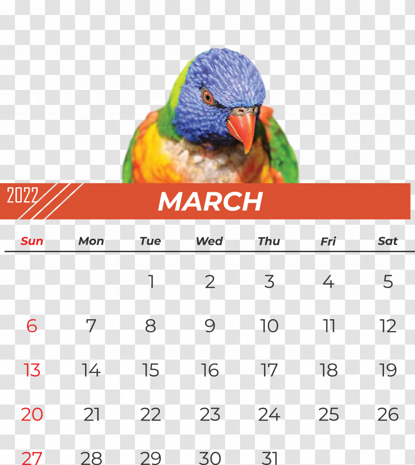 Parrots Birds Budgerigar Loriini Transparent PNG