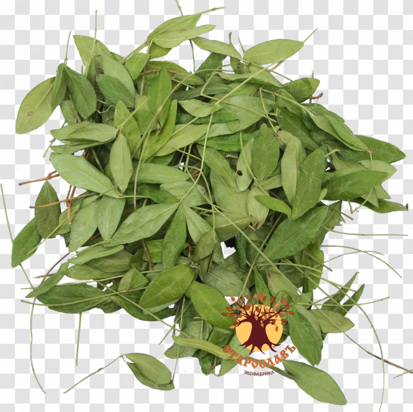 Periwinkle Traditional Medicine Medicinal Plants Shrub - Vinca Minor Transparent PNG