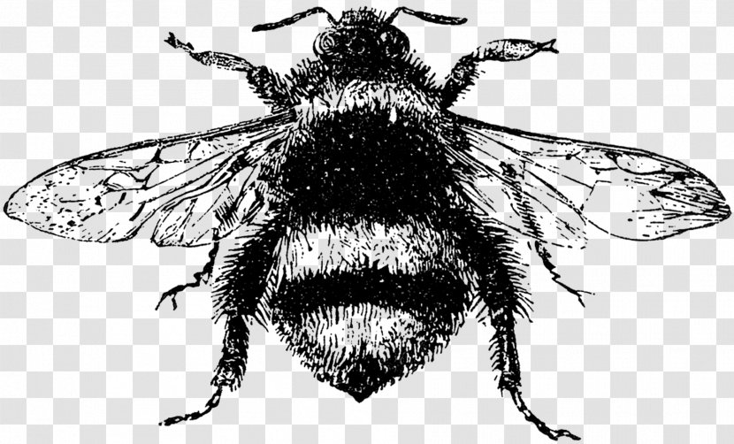 Honey Bee Insect Drawing - Black And White Transparent PNG