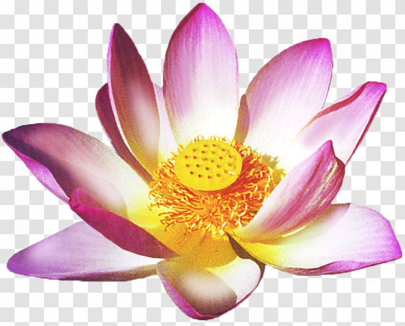 Faith Healing Health Reiki Lotus Thai Massage - Plant - Huji Flower Vector Transparent PNG