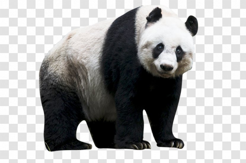 Sichuan Giant Panda Sanctuaries Red Bear - Sticker Transparent PNG