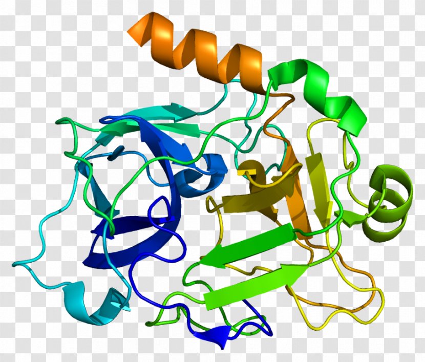 High-molecular-weight Kininogen Prekallikrein Molecule - Heart - Flower Transparent PNG