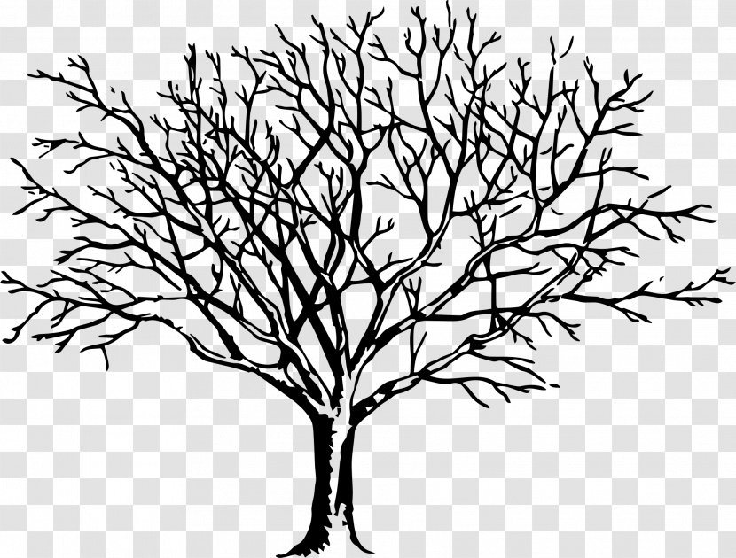 Clip Art Drawing Tree Free Content Image - Botany - Leaf Transparent PNG