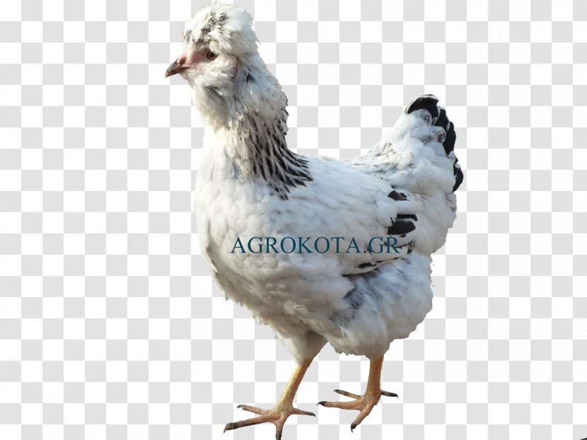 Rooster Australorp Appenzeller Chicken As Food Poultry - Galliformes - Hen Species Transparent PNG