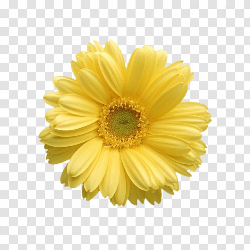 Barberton Daisy Gerbera Flower Yellow Petal - English Marigold - Family Cut Flowers Transparent PNG