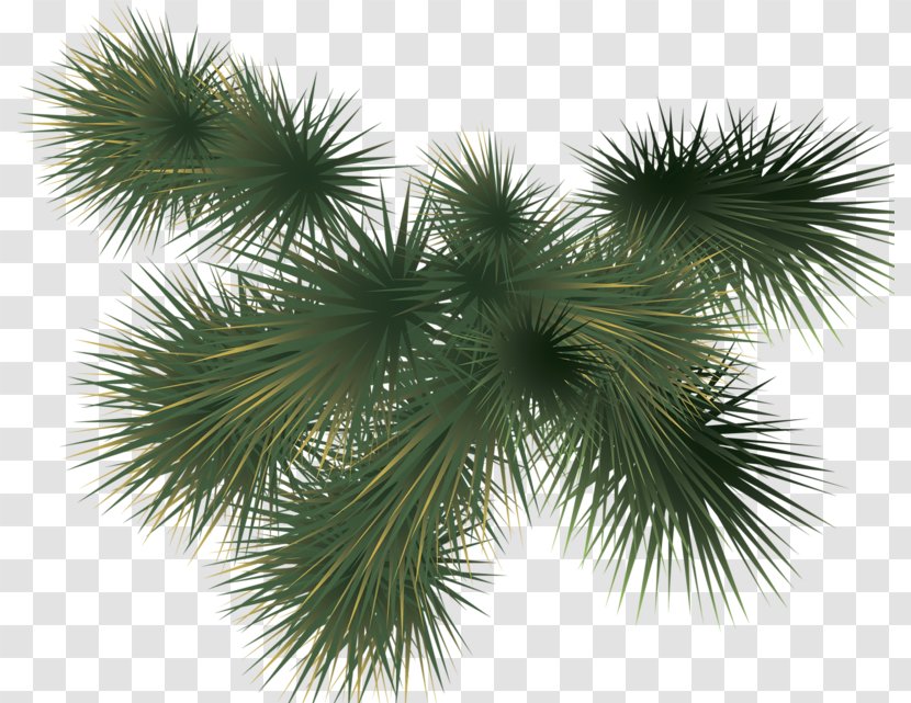 Pine Fir Clip Art - Grass - Tree Transparent PNG