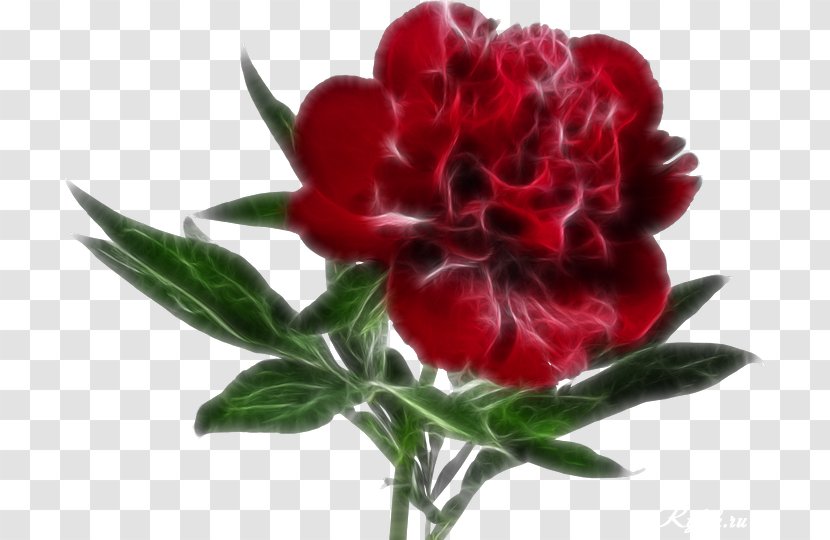 Android Clip Art - App Annie - Peonies Transparent PNG
