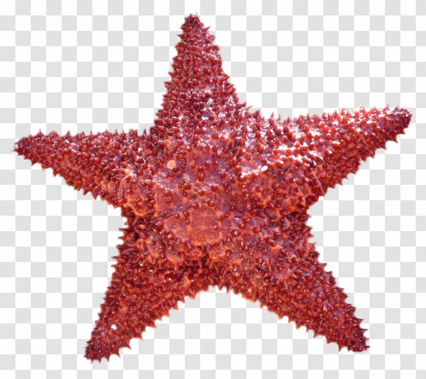 Starfish Do It Yourself - Film Transparent PNG