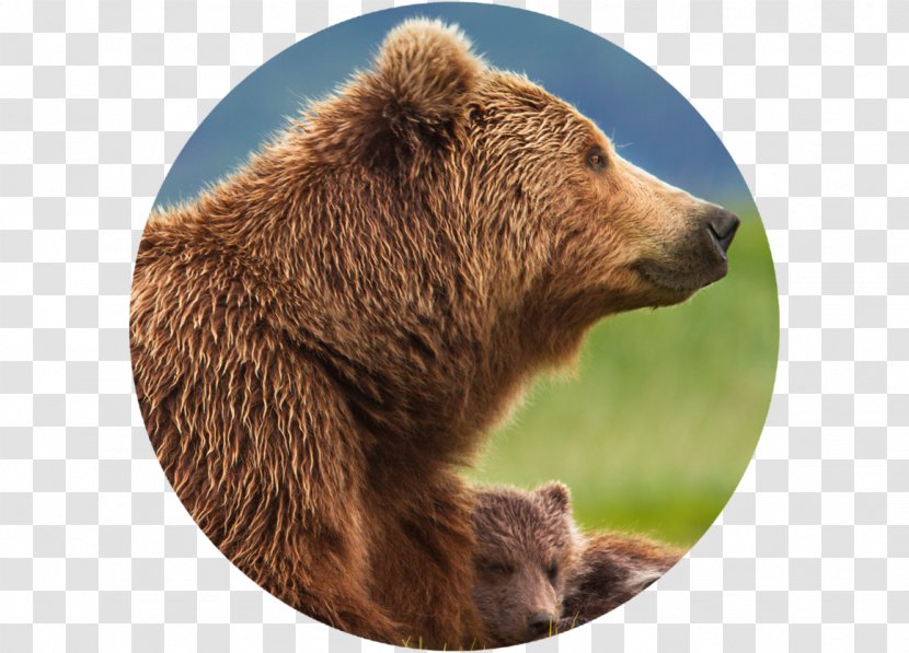 Grizzly Bear Film Disneynature Documentary - Polar Transparent PNG