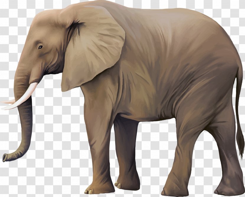 African Elephant Asian - Organism - Elephants Transparent PNG