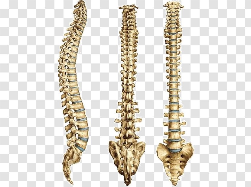 Vertebral Column Zero Gravity Premium Human Skeleton - Lumbar Vertebrae - Man Yoga Transparent PNG