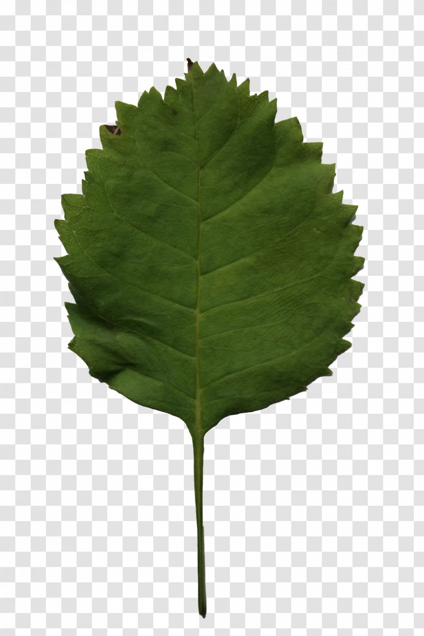 Leaf European Aspen Ice Cream Maker Tree Transparent PNG