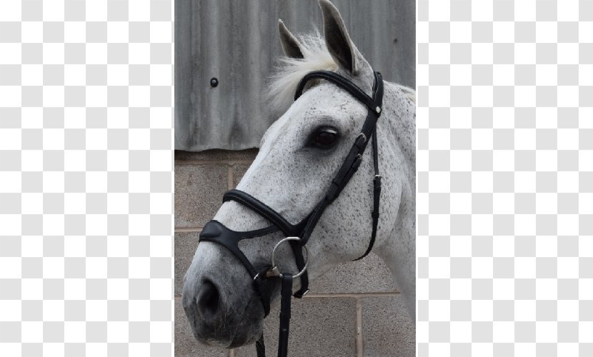 Horse Halter Noseband Bridle Longeing Cavesson - Hound Transparent PNG