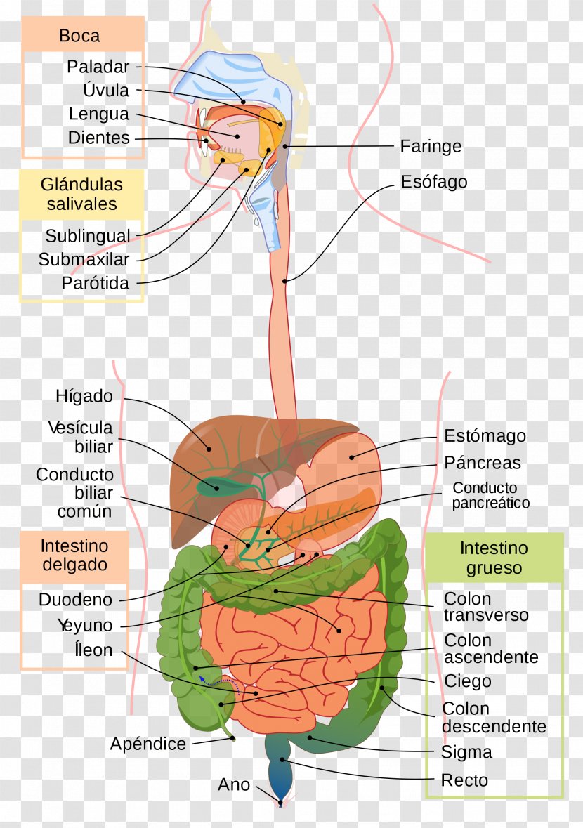 Gastrointestinal Tract Digestion Physiology Human Body Digestive System - Tree - Of Transparent PNG