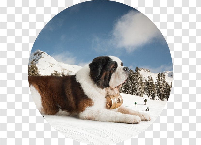 St. Bernard Puppy Dog Breed The Saint Desktop Wallpaper - Carnivoran Transparent PNG