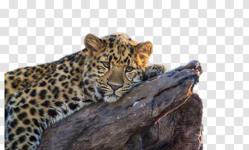Leopard Desktop Wallpaper High-definition Television 1080p 4K Resolution - Display Transparent PNG
