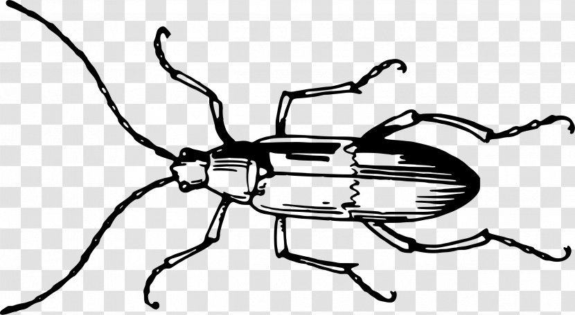 Beetle Antenna Invertebrate Insect Wing Grasshopper - Arthropod Transparent PNG