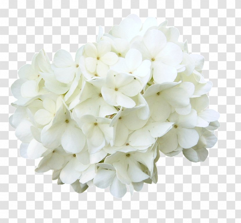 Cut Flowers Download - Blossom - Curd Transparent PNG