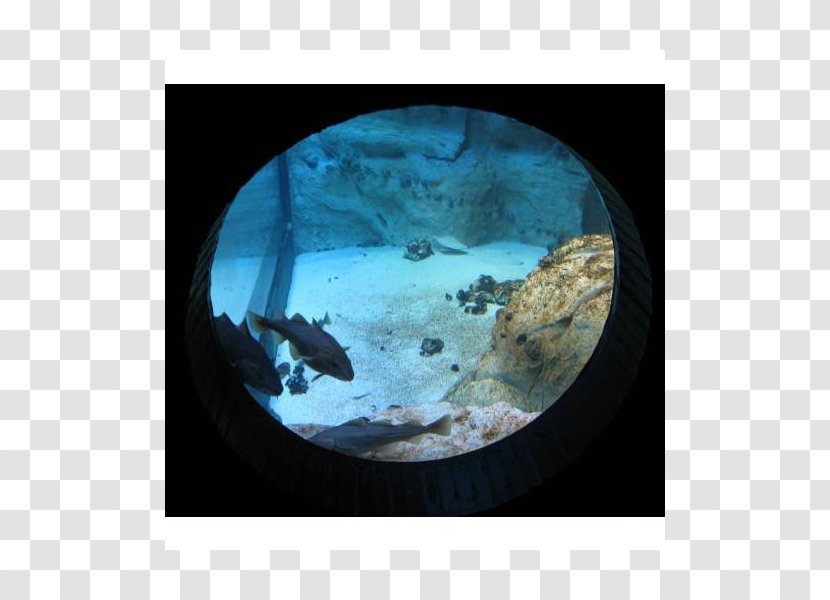 Earth Stock Photography Sphere Organism Turquoise - Aquarium Transparent PNG