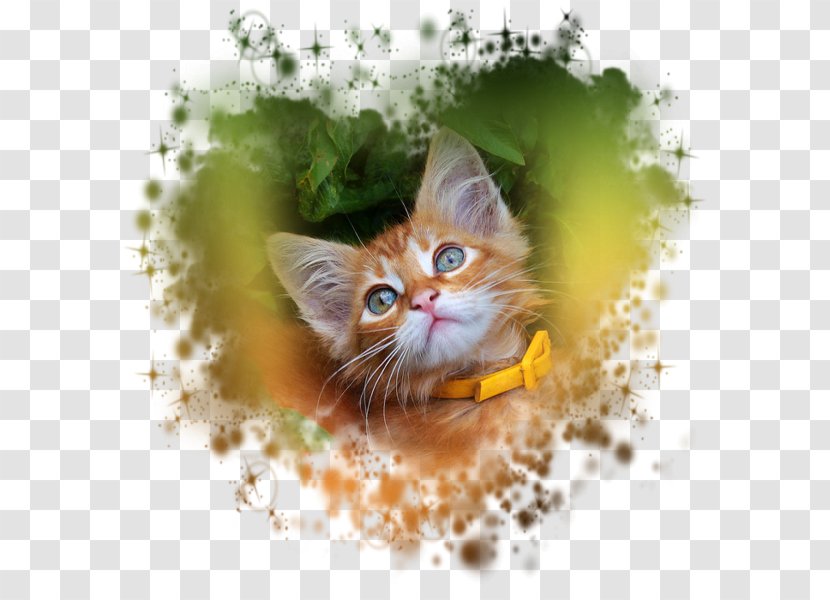 Cat Germany Kitten Watercolor Painting - De Transparent PNG