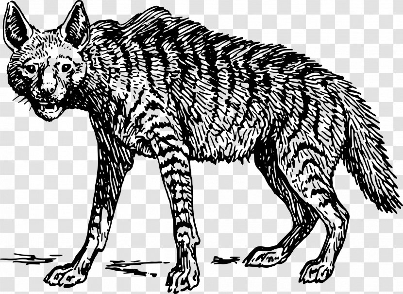 Striped Hyena Spotted Clip Art - Jackal - Drawing Animals Transparent PNG