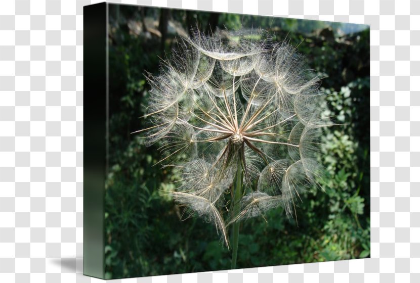 Imagekind Art Canvas Dandelion Poster - Tree - Frame Transparent PNG