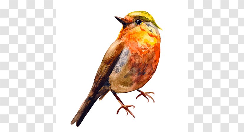 Bird European Robin Watercolor Painting Drawing - Songbird Transparent PNG