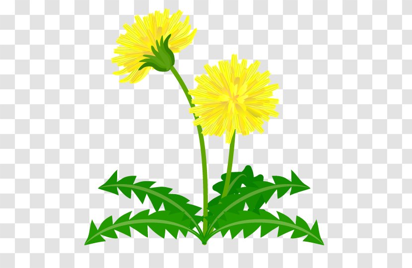 Common Dandelion Clip Art - Flower Transparent PNG