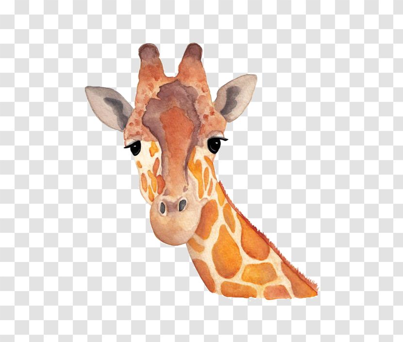 Northern Giraffe Watercolor Painting Art Drawing - Snout - Hand-painted Transparent PNG