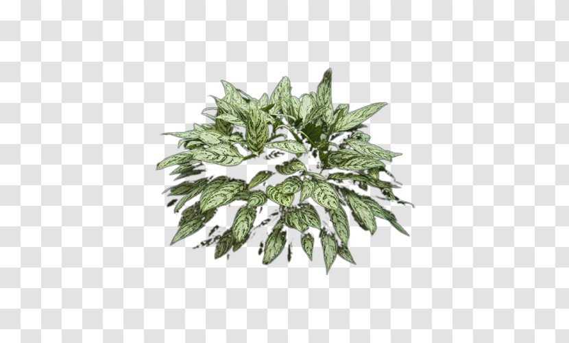 Leaf Fern Plant - Tree Ferns - Floral Transparent PNG
