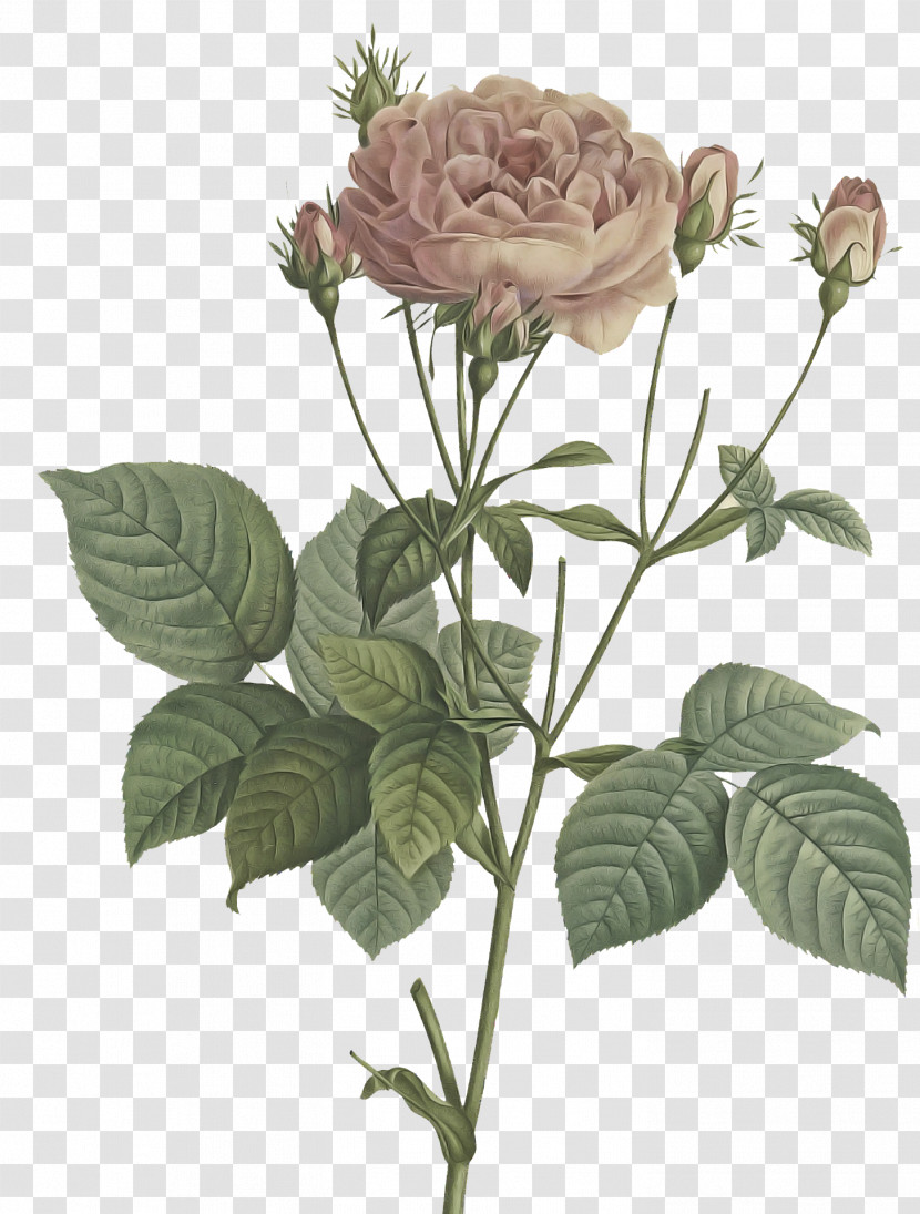 Garden Roses Transparent PNG