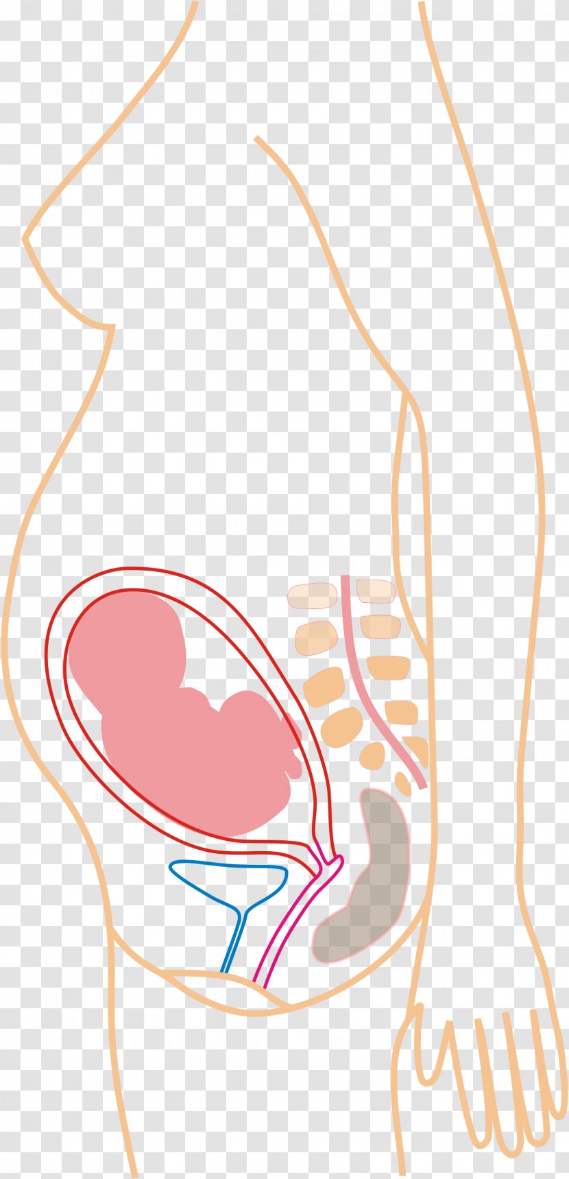 Back Pain Pregnancy Menstruation Medical Sign Symptom - Cartoon - Monthly Transparent PNG