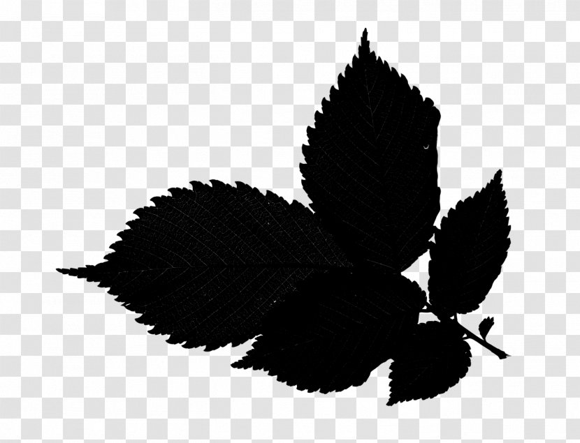 Leaf Tree Wood Branch Plants - Flower - Blackandwhite Transparent PNG