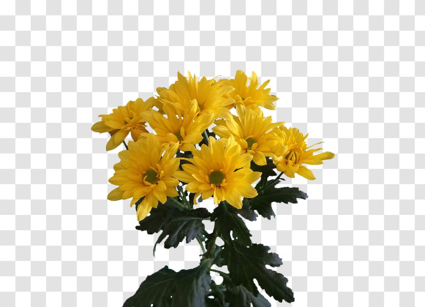 Chrysanthemum Floraco Cut Flowers Plants Transvaal Daisy - Flower Transparent PNG