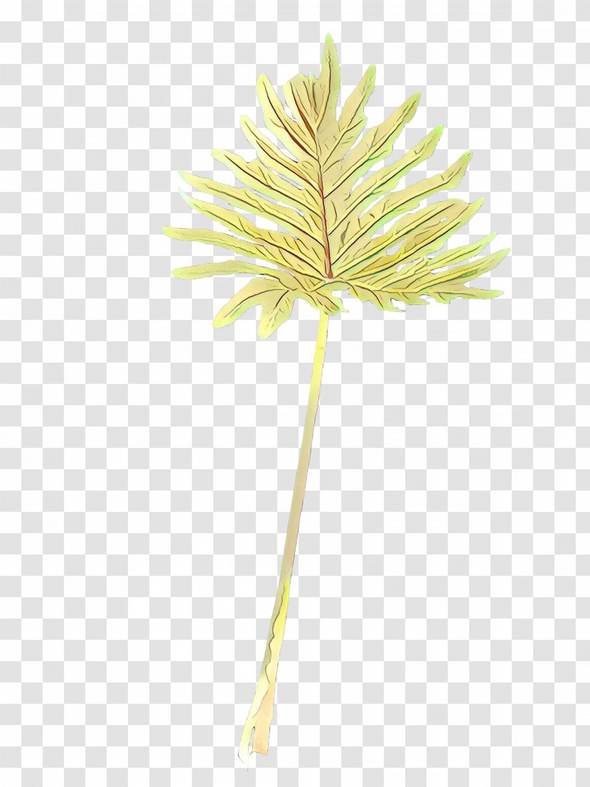Palm Tree Background - Plant Stem - Flower Botany Transparent PNG