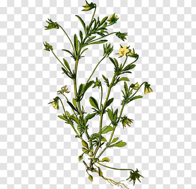 Pansy Botanical Illustration Medicinal Plants - Tree - Heartsease Sign Transparent PNG