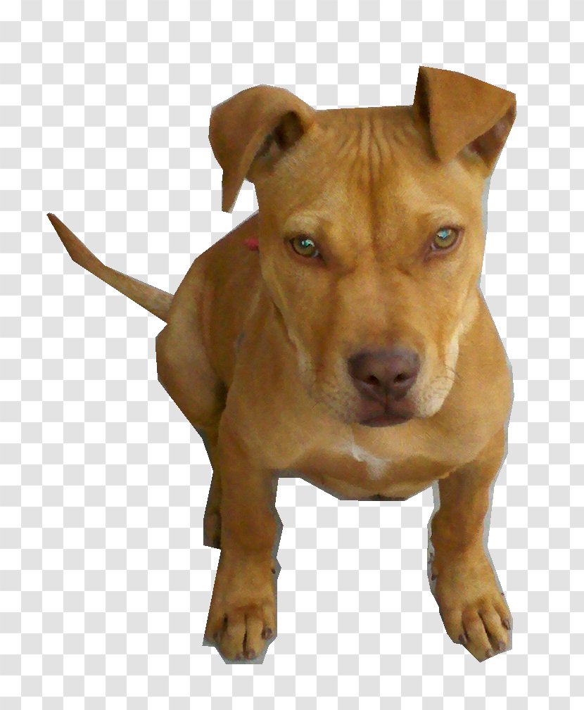 American Pit Bull Terrier Staffordshire Bully - Dog Like Mammal - Pitbull Transparent PNG