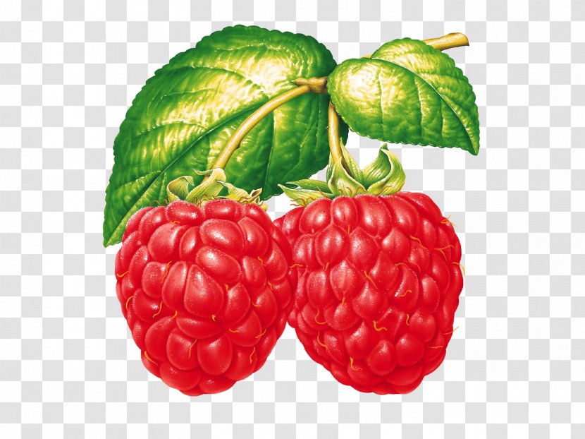 Raspberry Food Strawberry Clip Art - Tayberry Transparent PNG