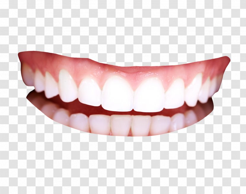 Human Tooth - Permanent Teeth Transparent PNG