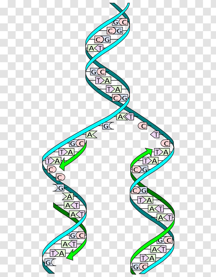 DNA Replication Cell Division S Phase - Origin Of - Double Helix Vector Transparent PNG