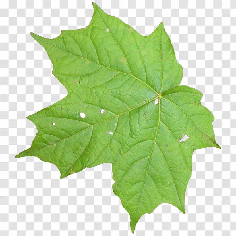 Leaf Texture Mapping Vine - Leaves Transparent PNG