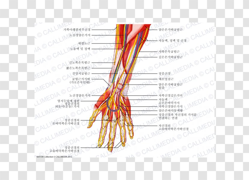 Finger Nerve Blood Vessel Forearm Human Anatomy - Frame - Hand Transparent PNG