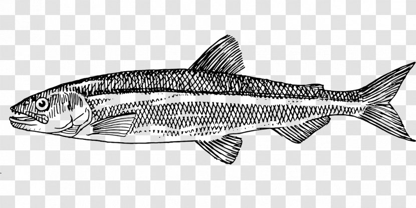 Clip Art Drawing Image Vector Graphics Fish - Black And White - Simple Transparent PNG