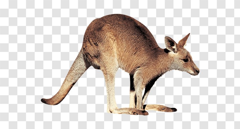 Kangaroo Clip Art - Marsupial Transparent PNG
