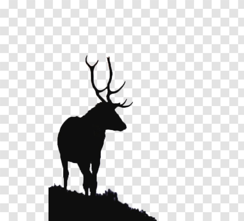 River Glass, Strathglass Beauly Firth Red Deer Elk - Movies Transparent PNG