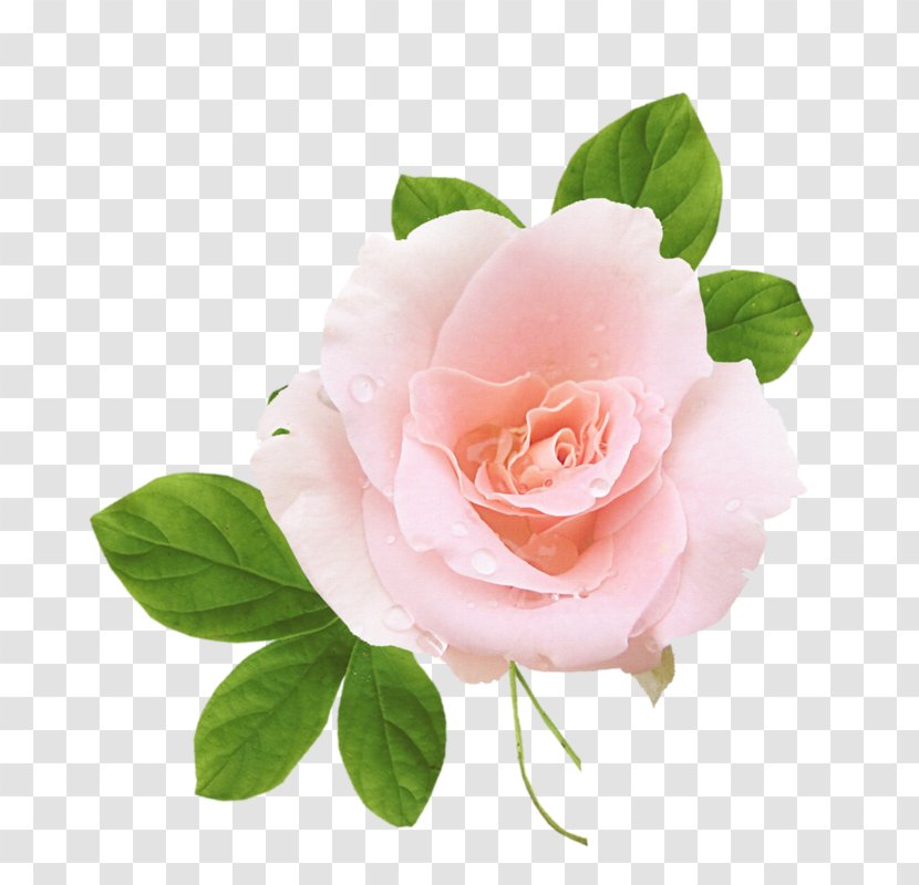 Garden Roses Cabbage Rose Floribunda Cut Flowers Petal - Plant Transparent PNG