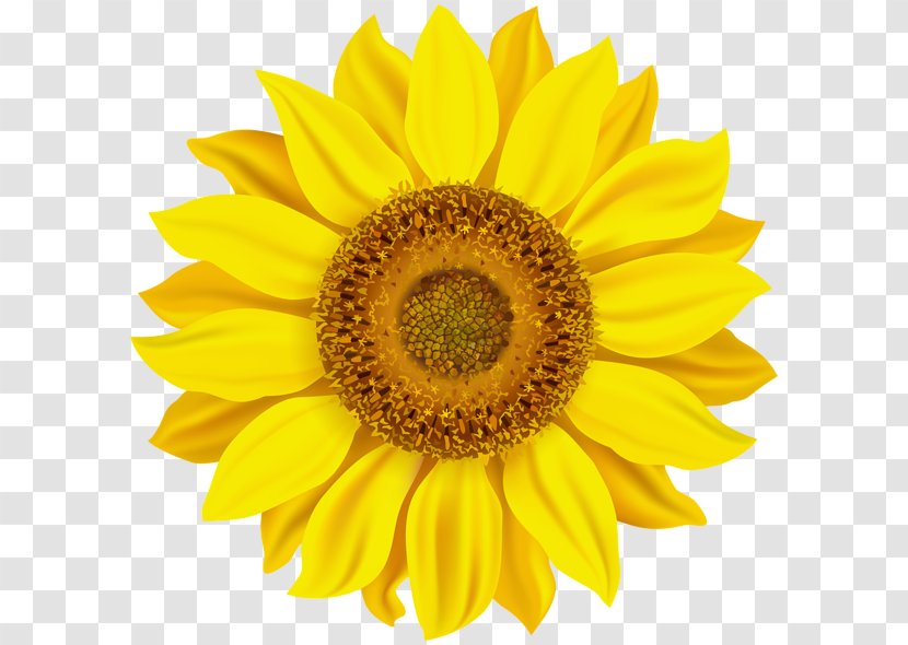 Vector Graphics Illustration Clip Art - Daisy Family - Jumbo Sunflower Transparent PNG